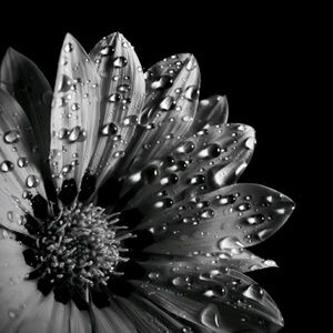 Meet your Posher, Pamm